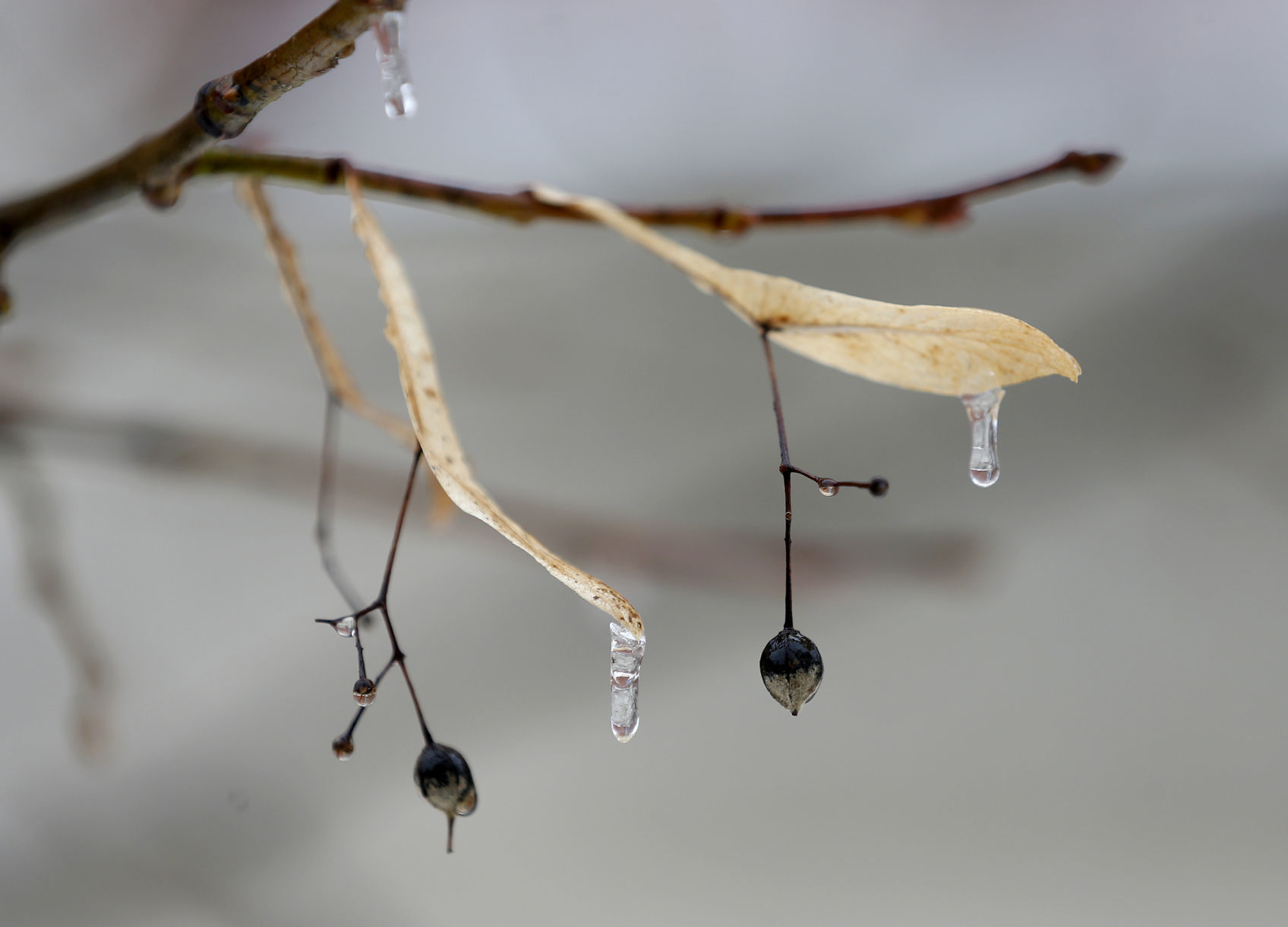 A GLAZY SHADE OF WINTER